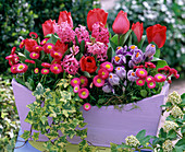 Bellis (daisy), Tulipa (tulips), Hyacinthus (hyacinths)