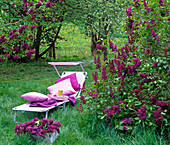 Rosa Liege mit Sonnenschutz auf der Wiese zwischen blühenden Syringa (Flieder)