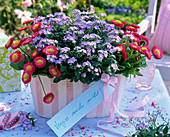 Pink and white striped jardiniere with Myosotis (forget-me-not)