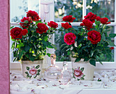 Rosa (Topfrosen, rot) in geblümten Übertöpfen am Fenster