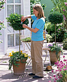 Young woman cutting Buxus (boxwood)