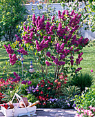 Syringa 'Andenken an Ludwig Späth' (lilac) in border