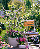 Stuhl neben blühender Pyrus (Birne) unterpflanzt mit Aquilegia