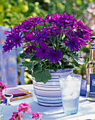 Senecio senetti 'Blue' (ash flower)