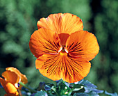Viola Wittrockiana 'Cats Orange' (Pansy)