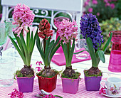 Hyacinthus (Hyacinths) in different colours
