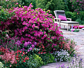 Rhododendron obtusum 'Kermesina' (Japanische Azalee)