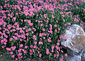 Helianthemum 'Lawrenson's Pink' (Sunflower)