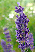 Lavandula 'Hidcote' (lavender)