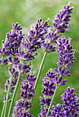 Lavandula 'Hidcote' (lavender)