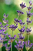 Lavandula (lavender)