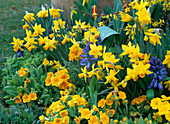 Yellow bed with Narcissus (daffodils), Primula acaulis (spring primroses)