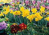 Narcissus 'Carlton' (daffodils), Primula acaulis