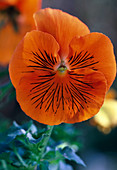 Viola wittrockiana 'Cats Orange' (Pansy)