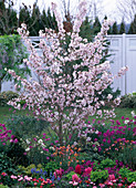 Prunus kurilensis 'Ruby' (Pink kurile cherry)