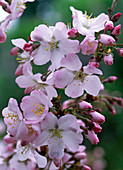 Branch of Prunus kurilensis 'Ruby' (pink flowering Kurile cherry)