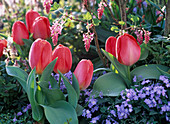 Tulipa 'Pink Impression' (Darwin-Tulpe)
