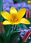 Tulipa greigii (Botanical tulip)