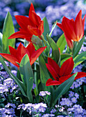 Tulipa batalinii (wild tulip)