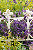 Lavandula (Lavender), Alchemilla (Lady's Mantle)