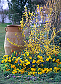Gelbes Frühlingsbeet : Forsythia (Goldglöckchen), Narcissus