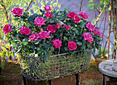 Rose (pot roses) in pink, in moss-lined wire basket
