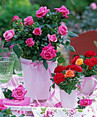 Pink (potted roses), pink, red and orange