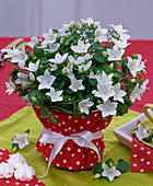 Campanula isophylla (White bellflower)