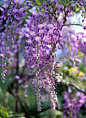 Wisteria sinensis (wisteria), flowers