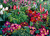 Primula acaulis (Spring primroses), Tulipa (Tulips)