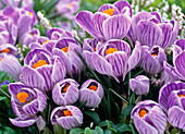 Crocus 'Pickwick' (Crocus)