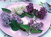 Verschiedene Syringa (Flieder) auf lila