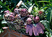 Cynara scolymus (Gemüse - Artischocken)