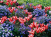 Tulipa Greigii 'Pinocchio' (Rot-Weiße Tulpen)
