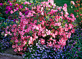 Rhododendron 'Blauw's Pink' (Japanische Azalee)