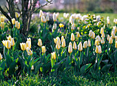 Tulipa fosteriana 'Purissima' (wild tulips)