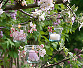 Lanterns hung on branches of flowering malus (apple)