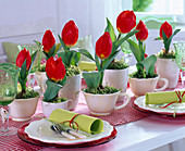 Tulipa 'Red Paradise' (Tulpen) in Keramiktassen