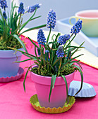 Muscari (grape hyacinths) in pink and light blue painted clay pots