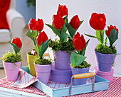 Tulipa 'Red Paradise' (Rote Tulpen) in kleinen Übertöpfen