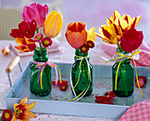 Tulipa, Bellis in small green glass bottles