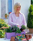 Plant wooden box with herbs