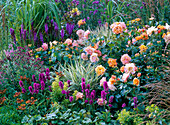 Rosa 'Tequila' (Beetrose), Hypericum (Johanniskraut) mit Früchten