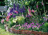 Flowerbed with Delphinium, Digitalis, Hordeum jubatum