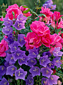 Rosa 'Flash Meidiland' (bedding rose), Campanula persicifolia (bellflower)