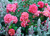 Rosa 'Bad Birnbach' (Bodendeckerrose), öfterblühend