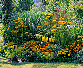 Yellow bed with heliopsis, Achillea 'Moonshine'