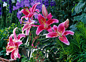 Lilium 'Stargazer' (Lilies)