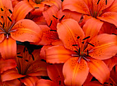 Lilium asiaticum 'Orange Pixie' (Lilies)