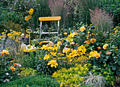 Patio in yellow flowerbed, pink 'Tequila' (bed rose), Lilium